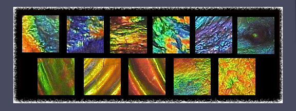 Various Colours and Patterns of Ammolite