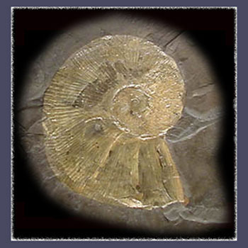 Fossilized Ammonite in Shale